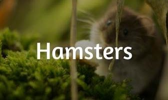 Hamsters