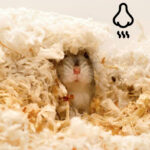 ¿Los hámsters huelen mal?