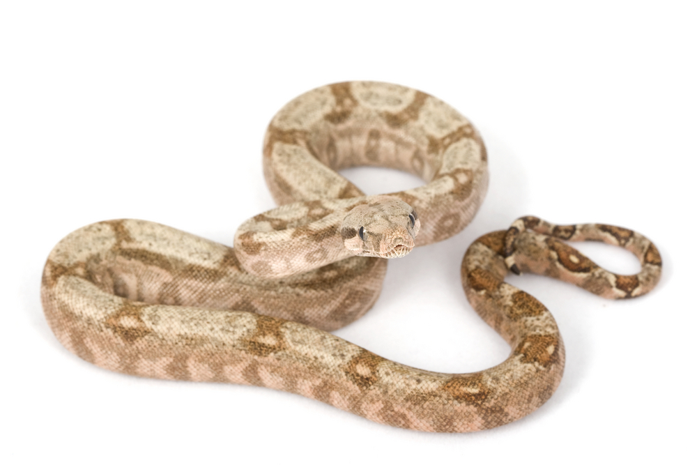 Boa Constrictor Imperator