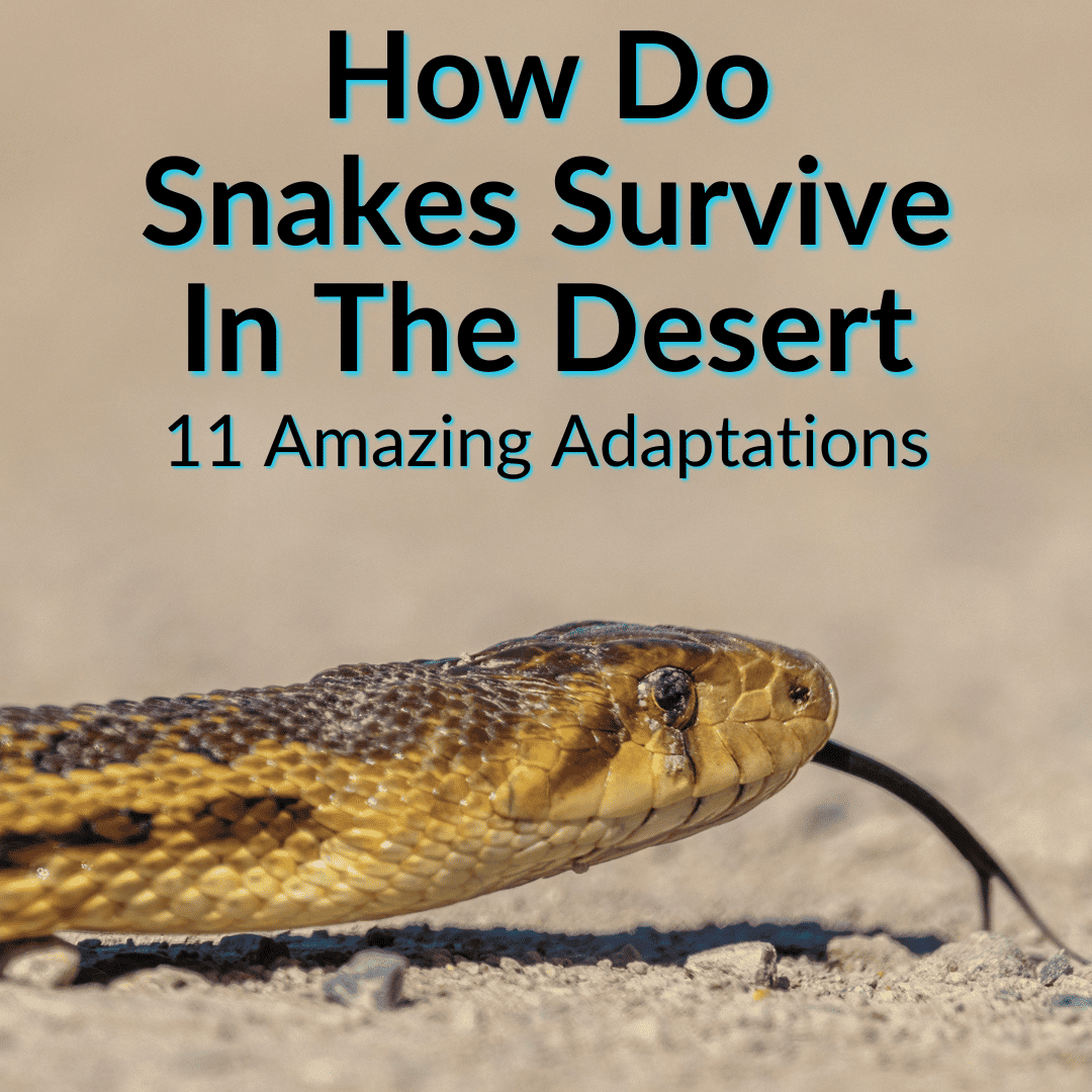 Cómo sobreviven las serpientes en el desierto ¿Cómo sobreviven las serpientes en el desierto?