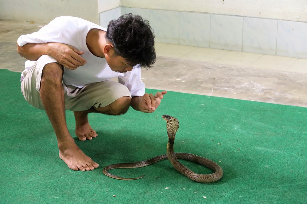 humano con cobra