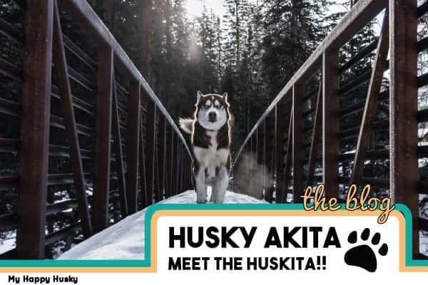 husky akita mezcla huskita información