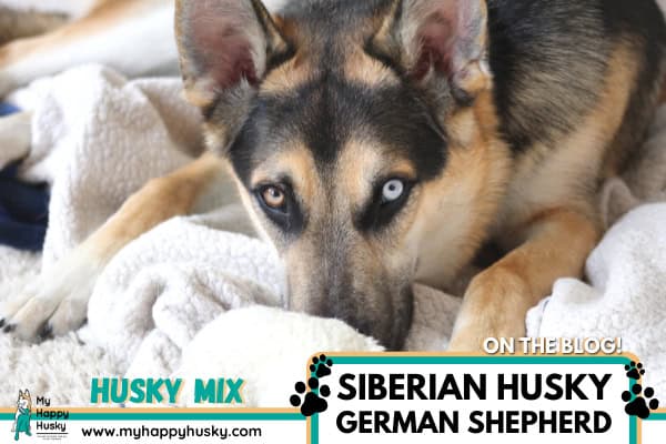 husky-pastor alemán-mix-gerberian-shepsky