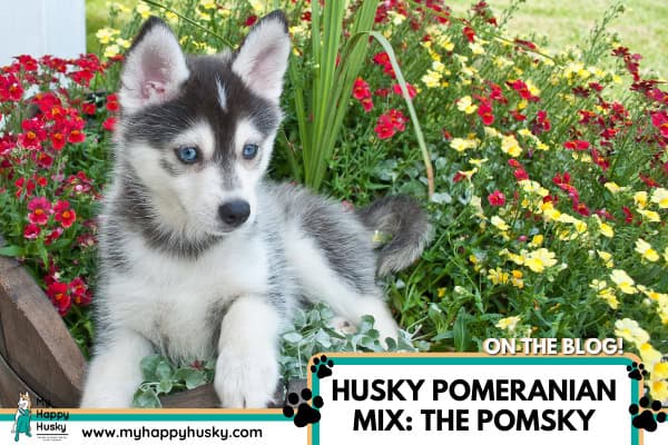 husky-pomerania-mix-pomsky-cachorro