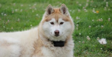 husky siberiano