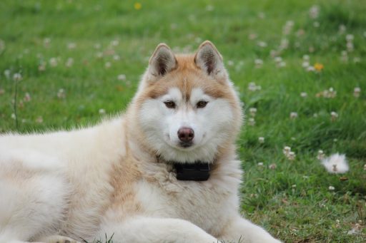 husky siberiano