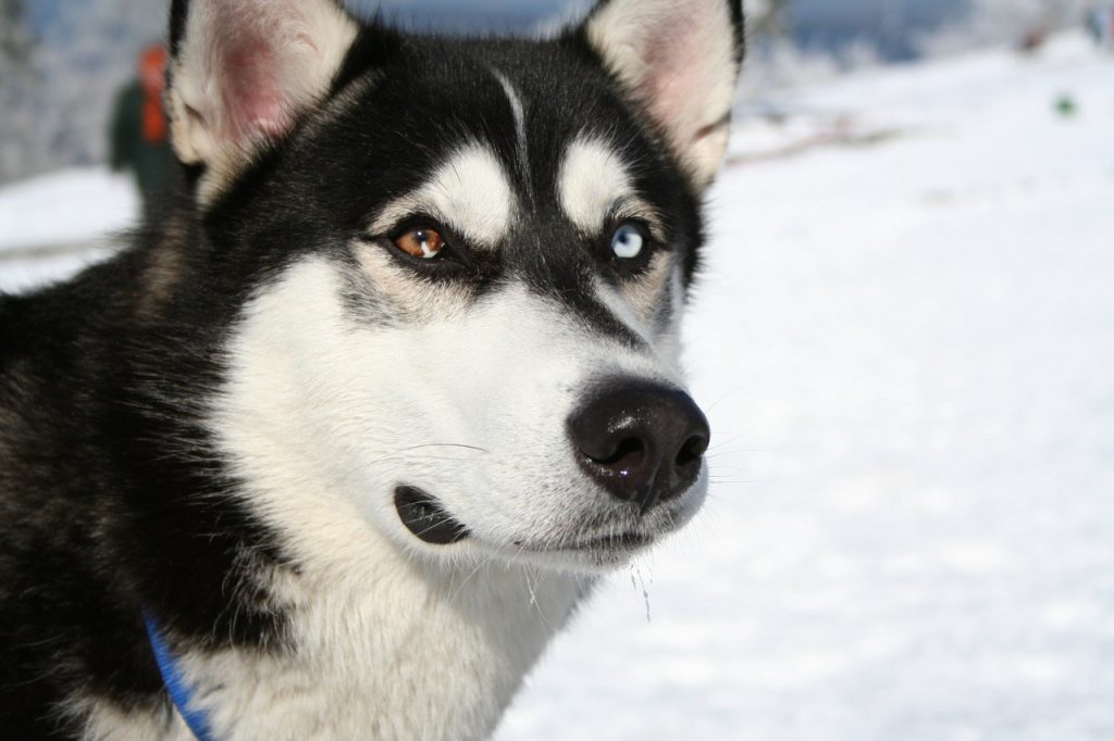 husky siberiano