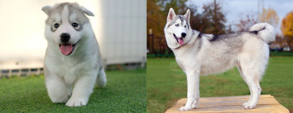 husky siberiano antes y despues