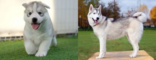 husky siberiano antes y despues