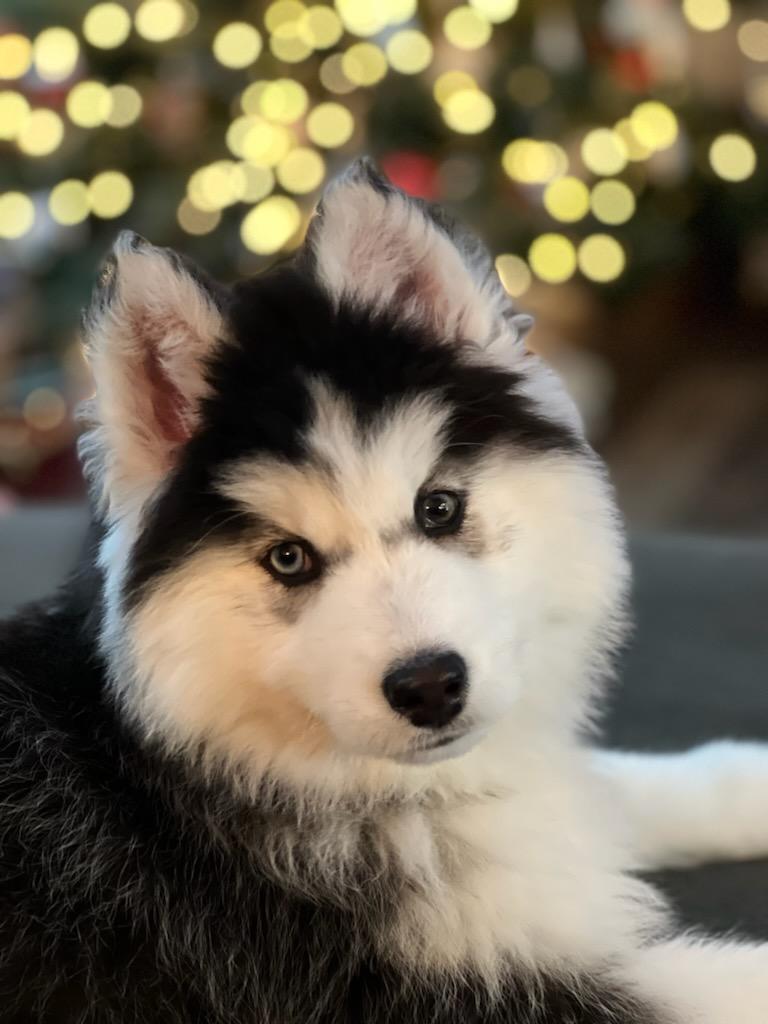 husky en washington