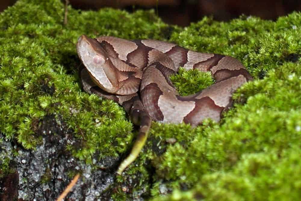 serpiente copperhead juvenil