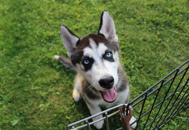 criadores de husky washington