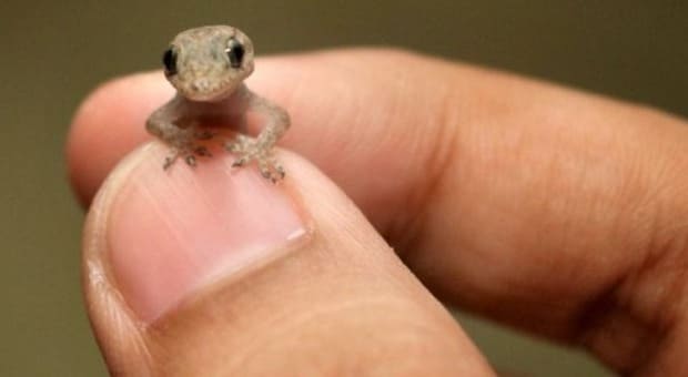 Lagartijas como mascotas