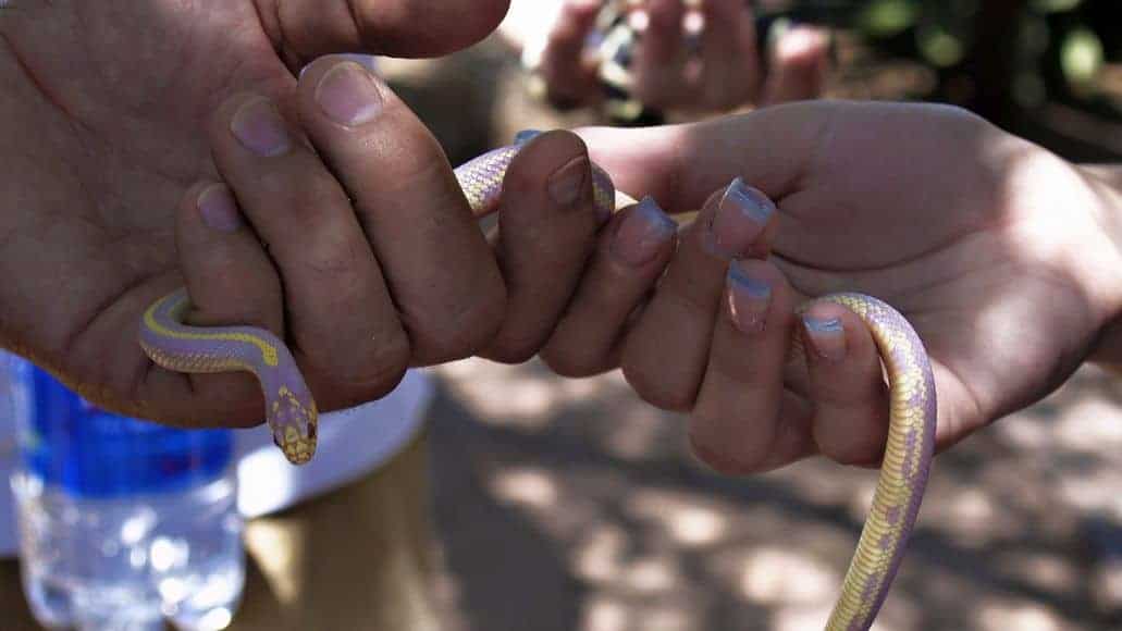 el vínculo con la serpiente la hace feliz