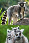 Lemur