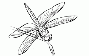 libelulas para colorear bonitas