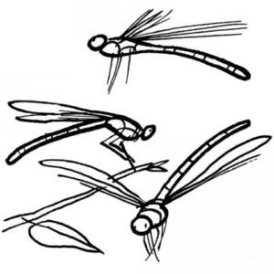 libelulas para descargar y pintar