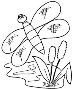 libelulas para pintar y descargar