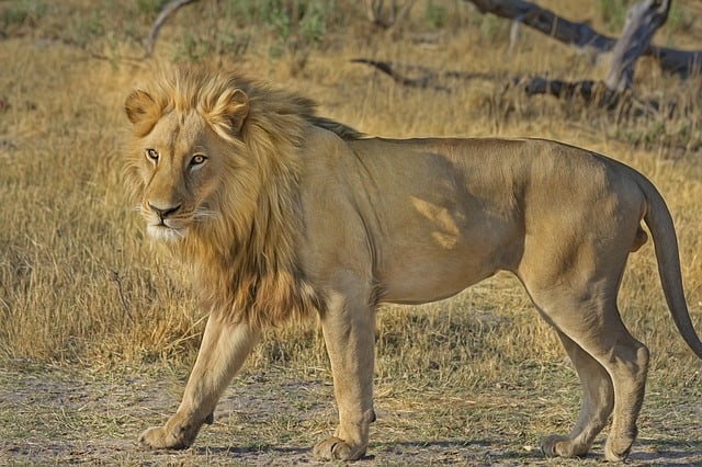 León en desierto