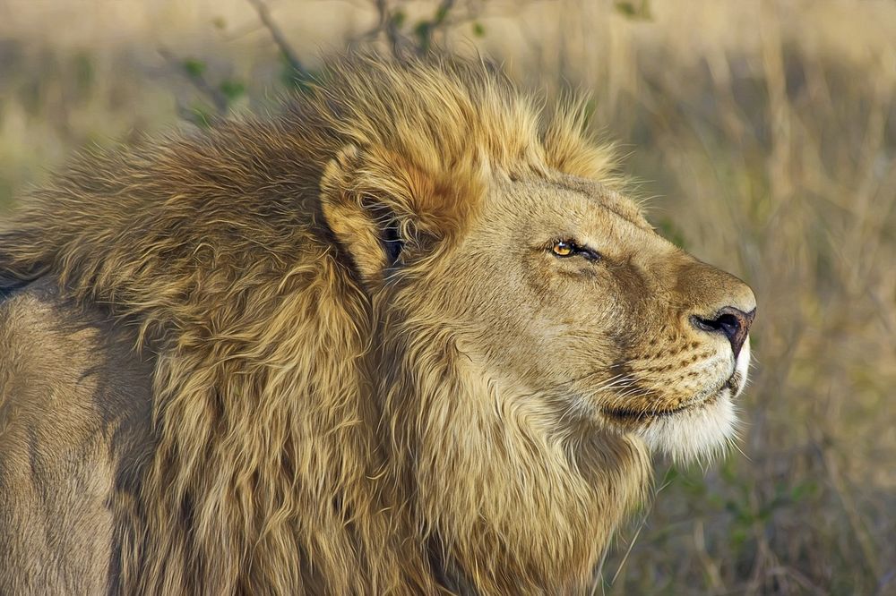 león