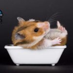 ¿Los hámsters se pueden bañar?