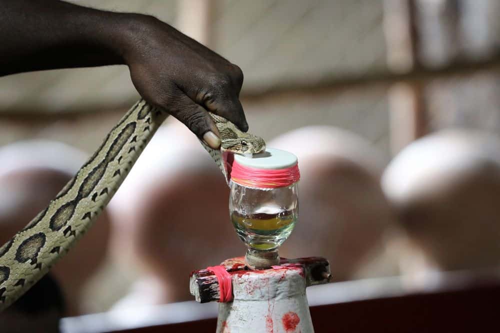 hombre ordeñando veneno de serpiente