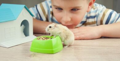 Mejores animales para tener como mascota