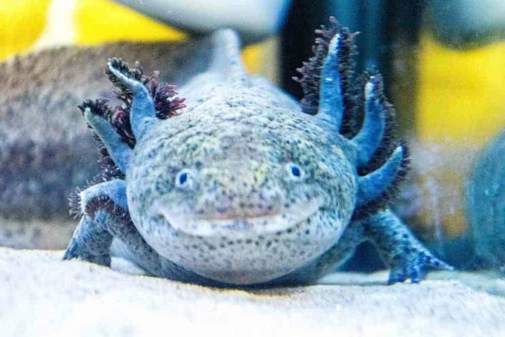 <strong>¿Es Melafix seguro para los Axolotl? Infórmese antes de la dosis </strong> 3 melafix axolotl 1 1 <strong>¿Es Melafix seguro para los axolotes? Infórmese antes de la dosis</strong>