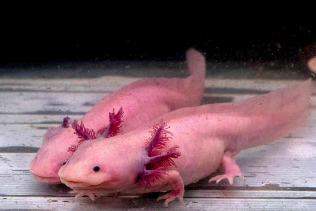 <strong>¿Es Melafix Seguro Para Axolotes? Infórmese antes de la dosis </strong> 4 melafix axolotl 2 <strong>¿Es Melafix Seguro Para Axolotes? ¡Infórmese antes de la dosis!