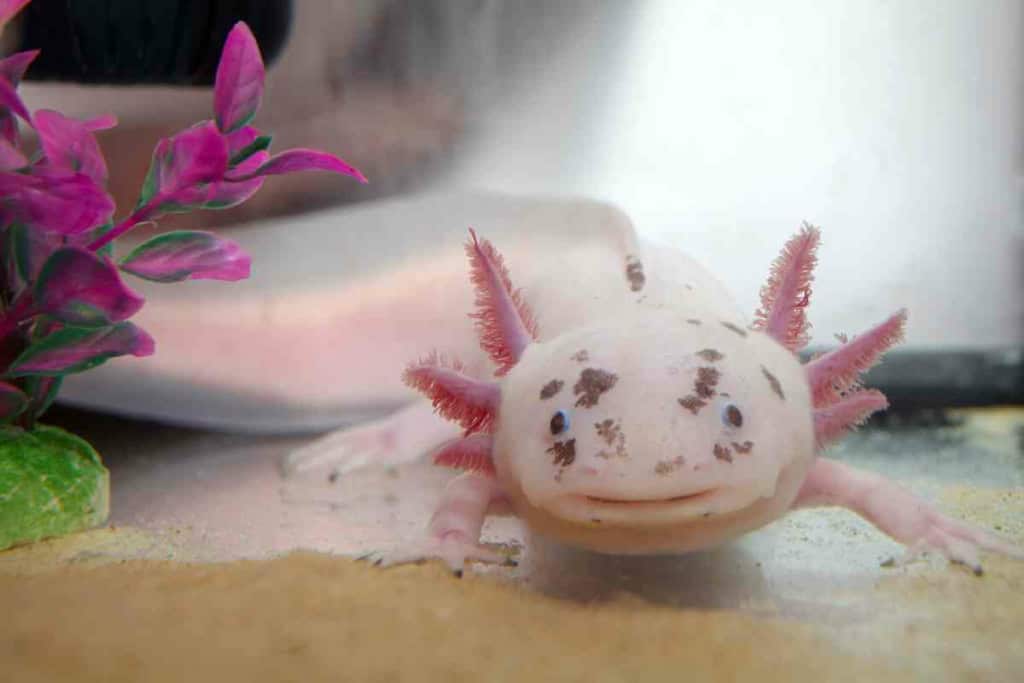 <strong>¿Es Melafix Seguro Para Axolotes? Infórmese antes de la dosis </strong> 5 melafix axolotl 3 <strong>¿Es Melafix seguro para los axolotl? Infórmese antes de la dosis</strong>