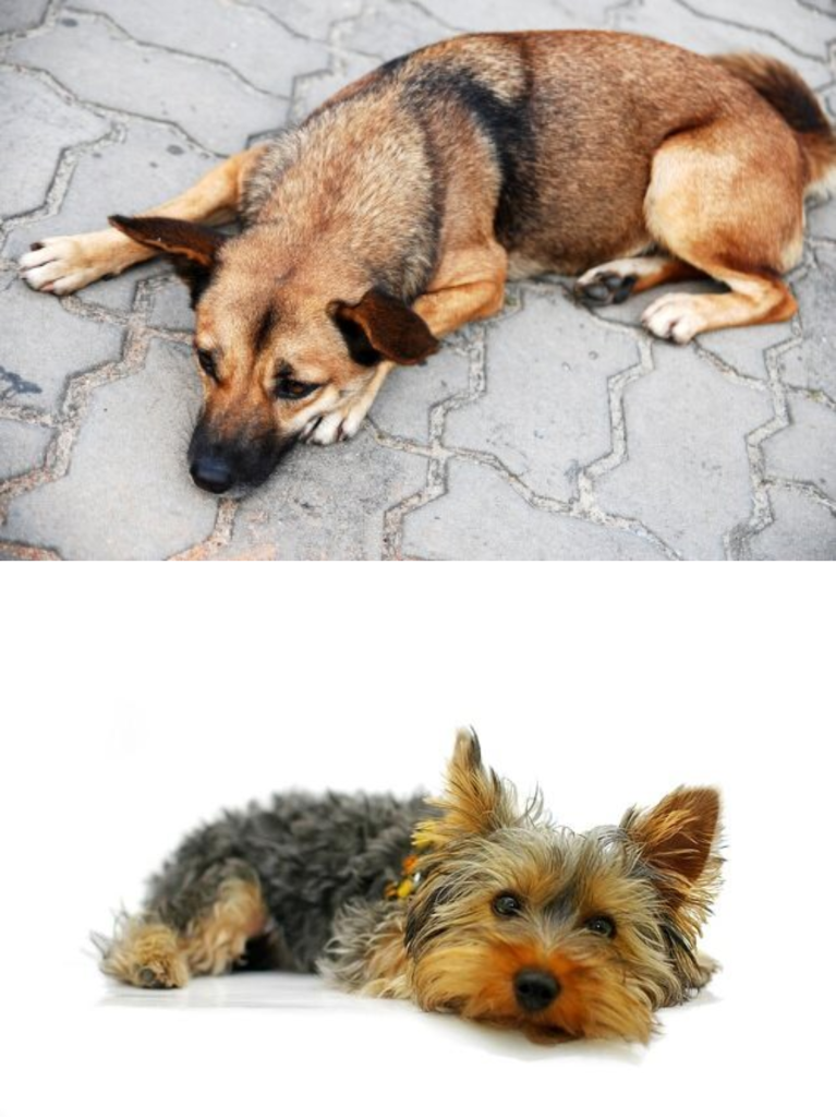 Mi perro vomita amarillo