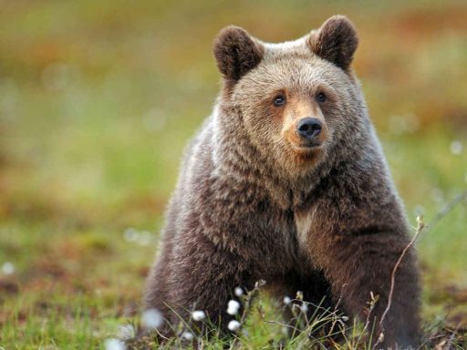 mitos sobre osos