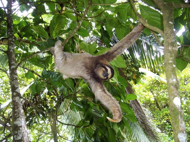 Movimientos osos labiados