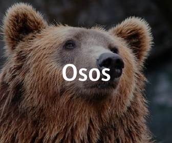 osos