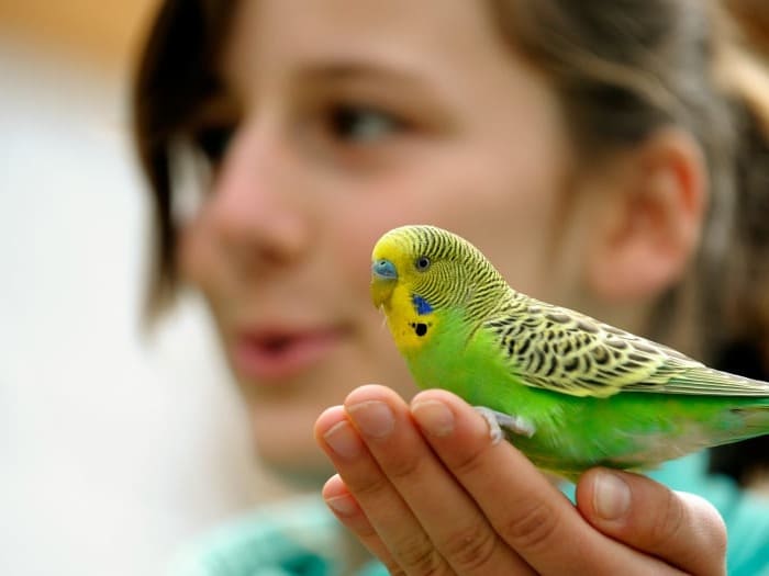 Pájaros como mascota