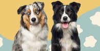 Pastor australiano versus border collie