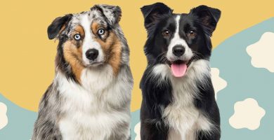 Pastor australiano versus border collie