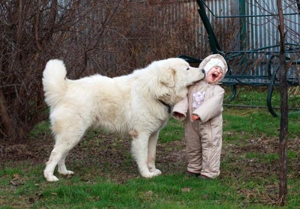 Pastor Maremma con niño