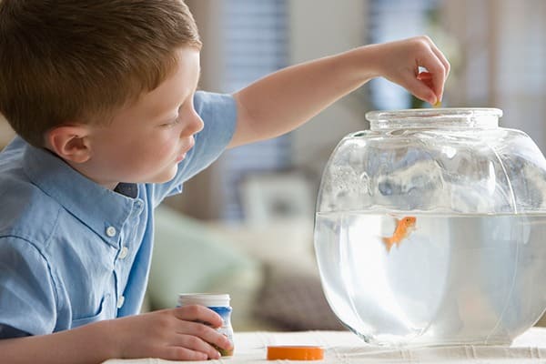 Peces como mascotas