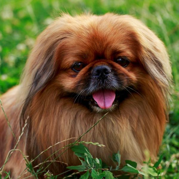 pekinés