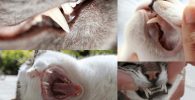 perdida de dientes en los gatos causas, consecuencias y tratamientos