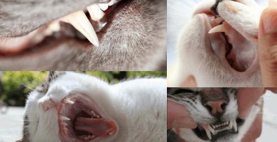 perdida de dientes en los gatos causas, consecuencias y tratamientos