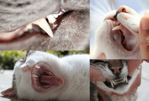 perdida de dientes en los gatos causas, consecuencias y tratamientos