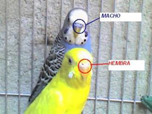 Periquito macho o hembra diferencia
