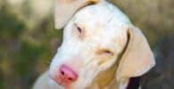 Perros albinos únicos y especiales