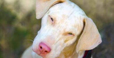 Perros albinos únicos y especiales