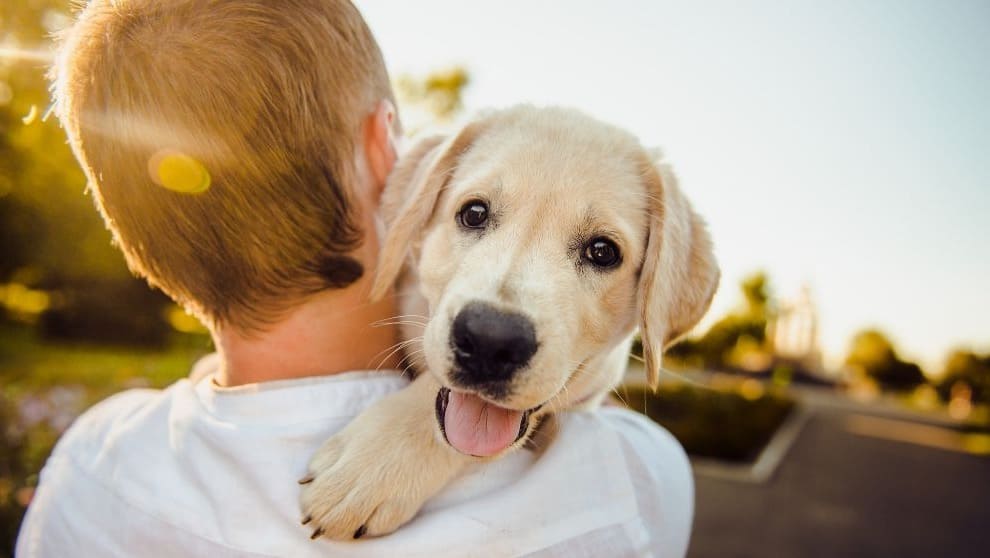 Perros como mascota