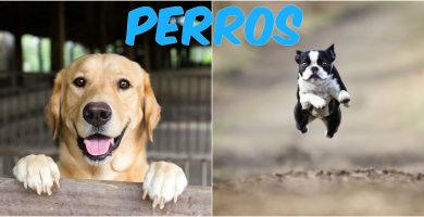 perros