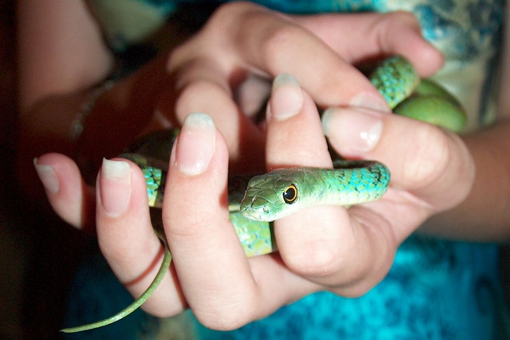 niñera con serpiente