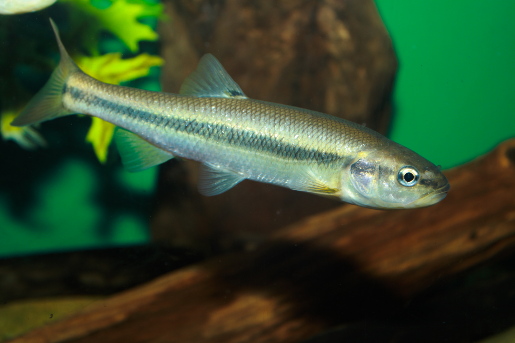 Piscardo
